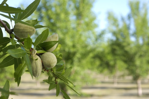 select harvest